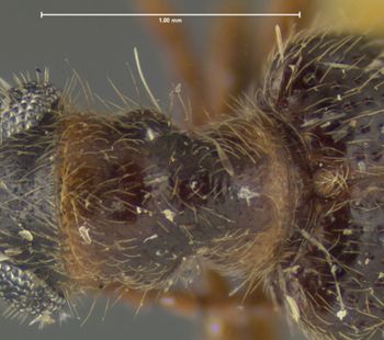 Media type: image;   Entomology 29798 Aspect: pronotum dorsal